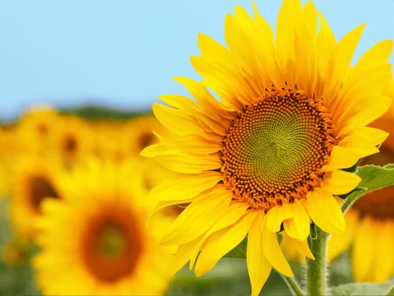 sunflower-small.webp